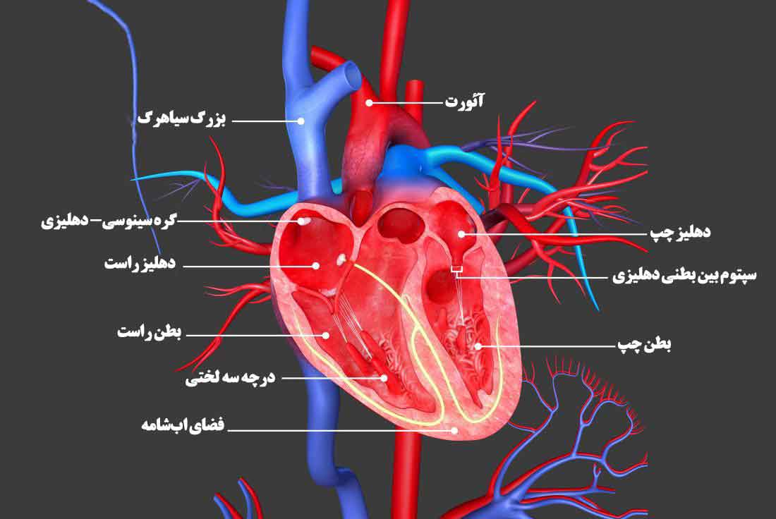 قلب انسان و نکات مهمی که باید درباره بدانید!